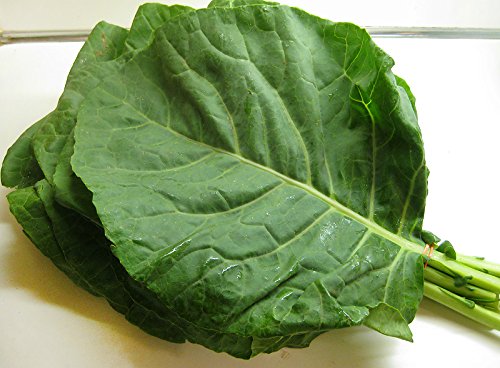 100 Giant Collard Georgia Southern Seeds Herb Collards Heirloom Non-GMO from USA Brassica oleracea VAR. Acephala.