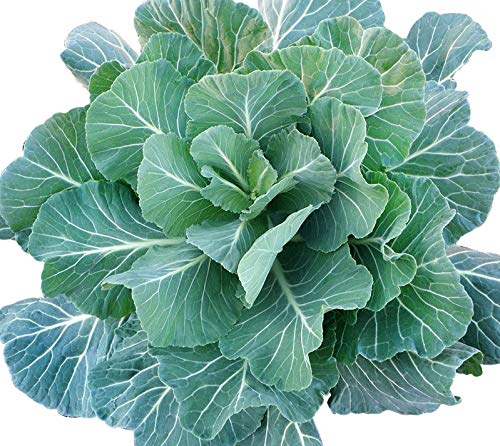 100 Giant Collard Georgia Southern Seeds Herb Collards Heirloom Non-GMO from USA Brassica oleracea VAR. Acephala.