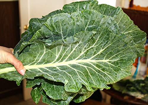 100 Giant Collard Georgia Southern Seeds Herb Collards Heirloom Non-GMO from USA Brassica oleracea VAR. Acephala.