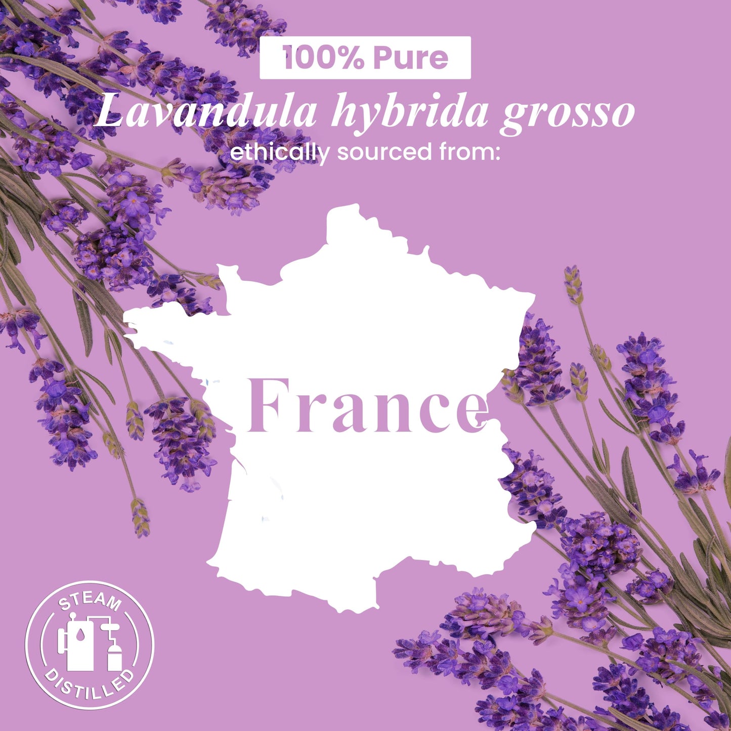 Handcraft Blends Lavender Essential Oil – Huge 4 Fl Oz – 100% Pure and Natural – Premium Grade Essential Oil for Diffuser and Aromatherapy, Skin, Massage, Candle and Soap Making Fragrance